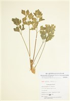 藏品(蘿蔔根旱芹)的圖片